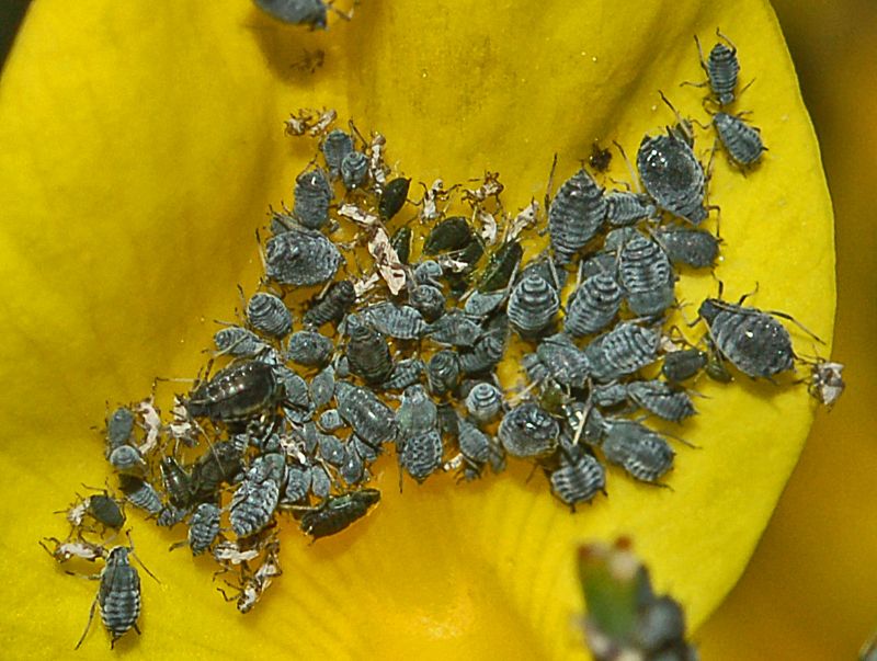 Afidi su fiori di ginestra: cf. Aphis genistae